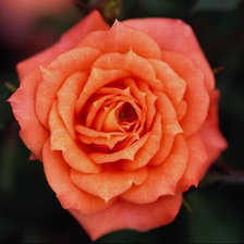 Оригинал схемы вышивки «оранжевая роза» (№904774)