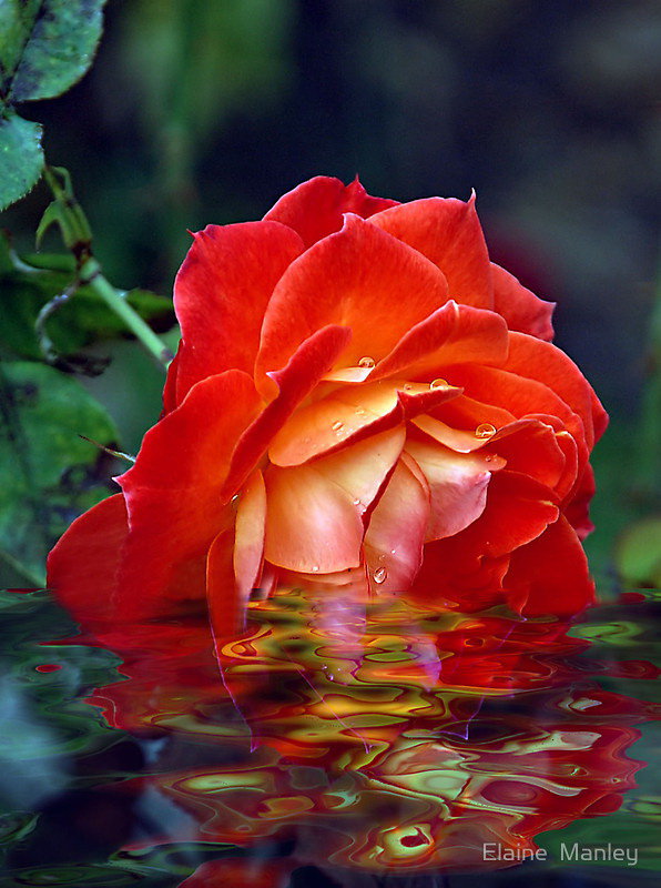 роза в воде - оригинал
