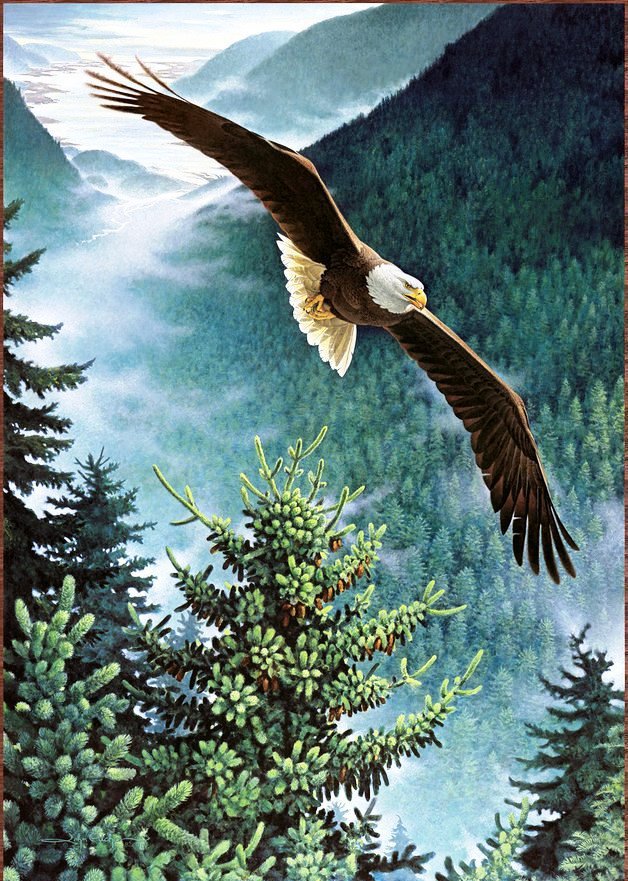 Полёт орла - природа, пейзаж, орел, птицы, горы - оригинал