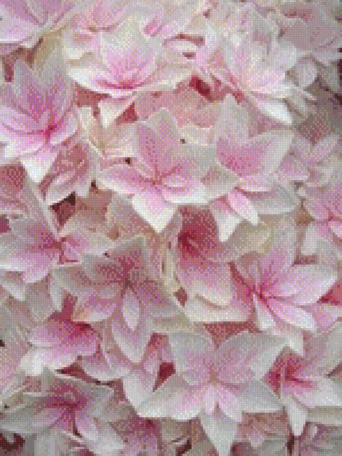 гортензия - гортензия, розовые цветы - предпросмотр
