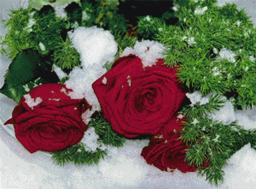 розы на снегу - цветы - предпросмотр
