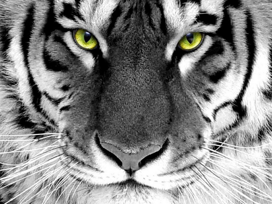 тигр 1 - оригинал