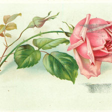 Схема вышивки «роза1»
