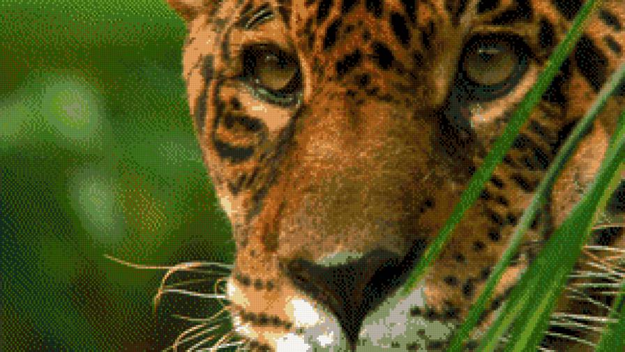 Леопард - леопард, животные, кошки, природа - предпросмотр