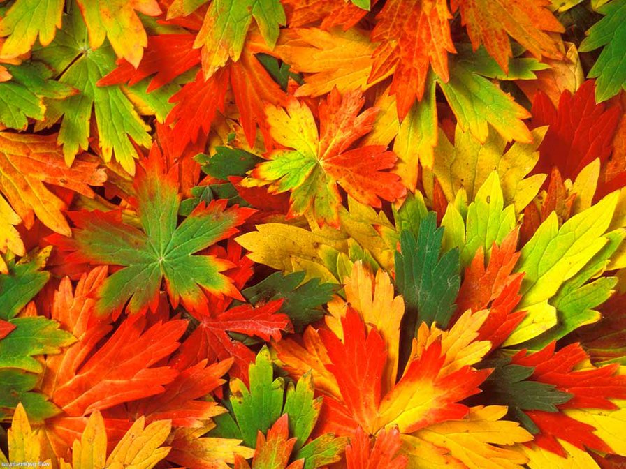 Осень - природа, осень, листья - оригинал