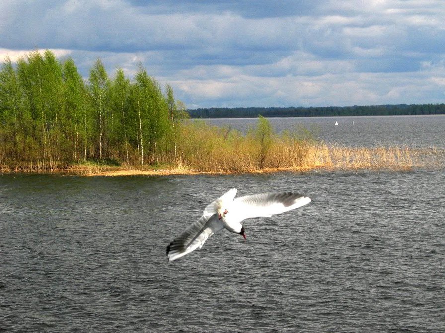 Чайка на озере - озеро, пейзаж, птицы - оригинал