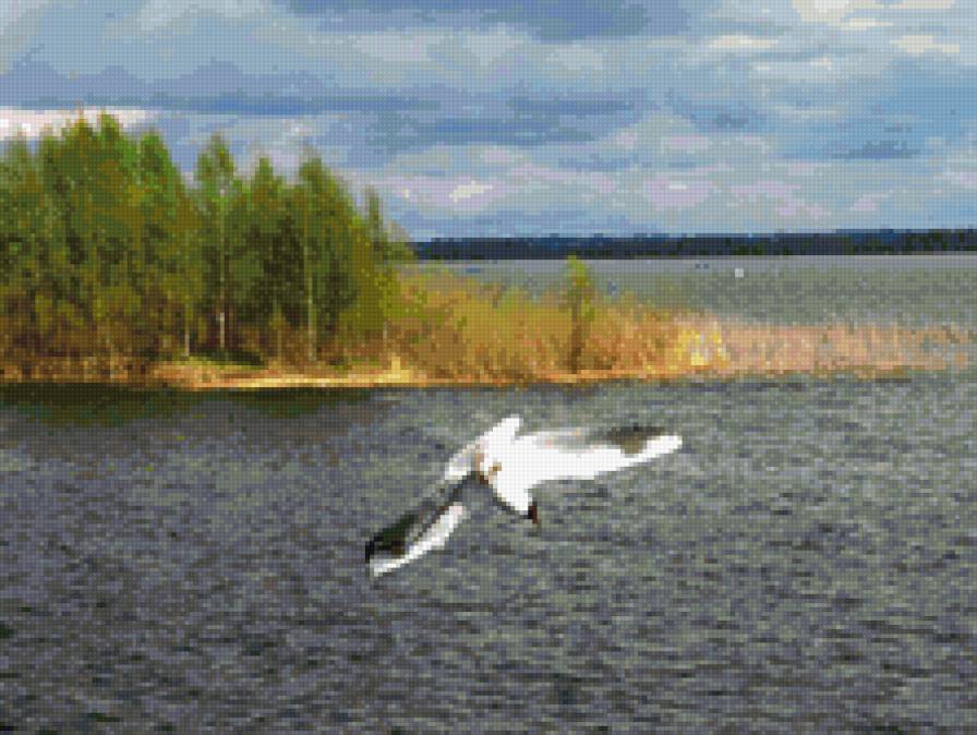 Чайка на озере - озеро, пейзаж, птицы - предпросмотр