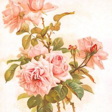 Оригинал схемы вышивки «нежные розы» (№910577)