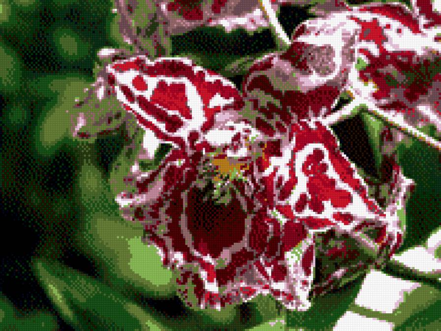розово-белая орхидея - предпросмотр