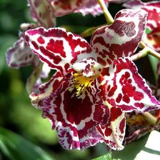 розово-белая орхидея