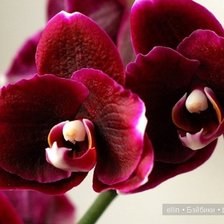 Оригинал схемы вышивки «красненькая орхидея» (№912469)