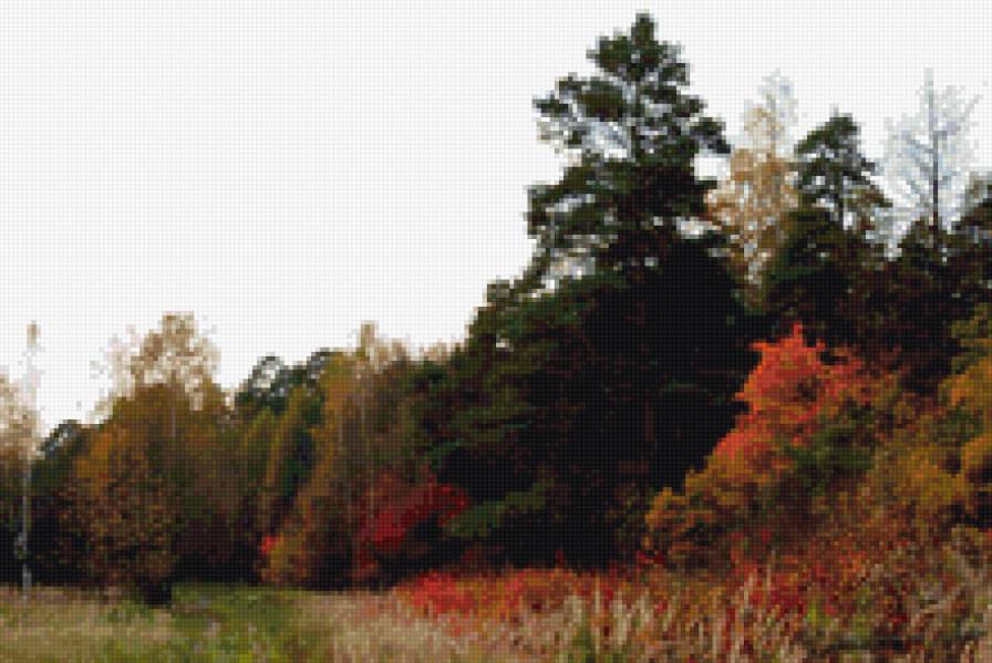 Осенний лес - лес, природа, пейзаж, осень - предпросмотр