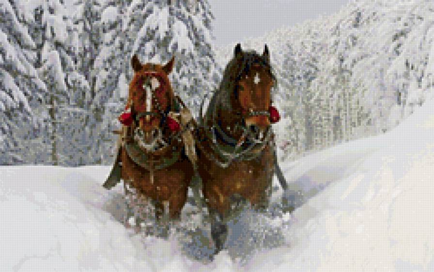 лошади - зима, природа. лошади - предпросмотр