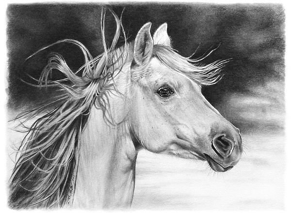 конь карандашный рисунок монохром - чорно-белое, конь, монохром, лошадь - оригинал