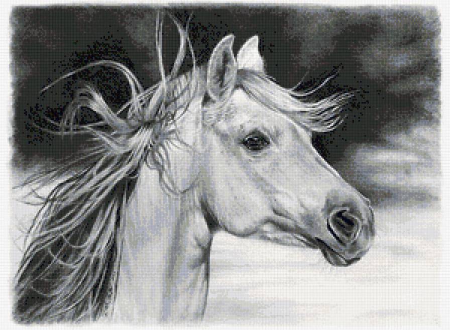 конь карандашный рисунок монохром - монохром, конь, лошадь, чорно-белое - предпросмотр