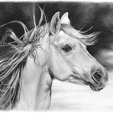конь карандашный рисунок монохром