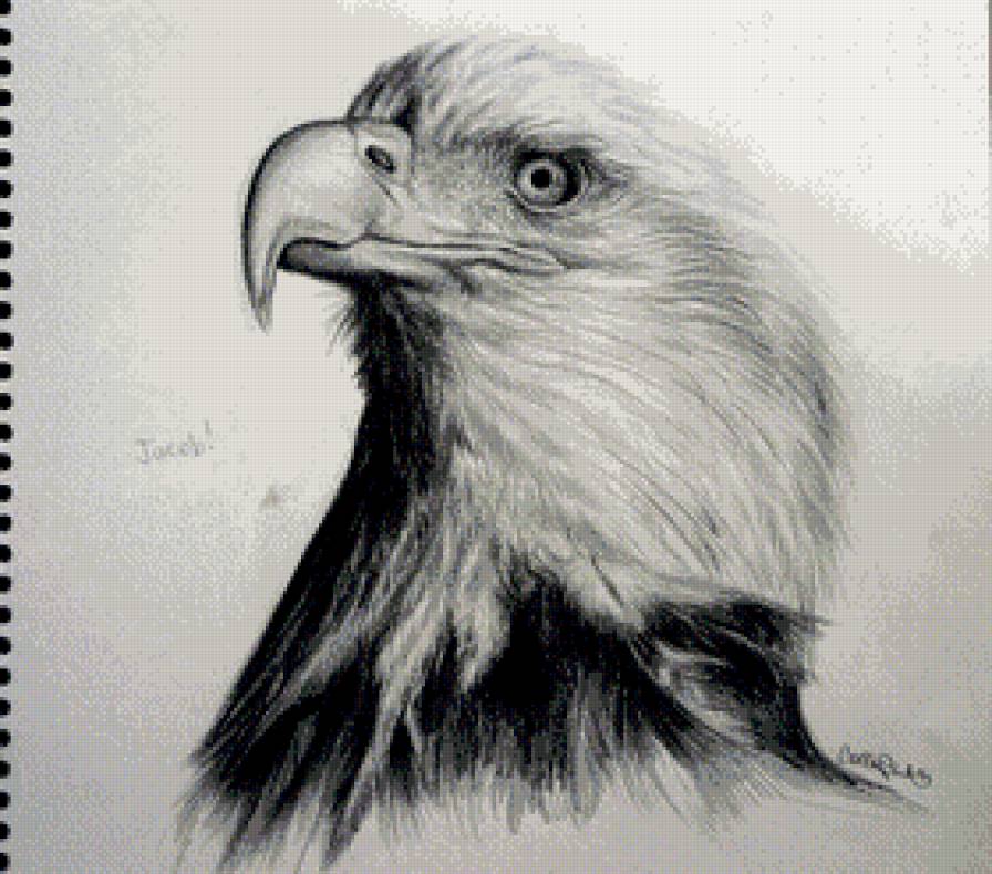 белоголовый орёл монохром - чорно-белое, орел, птицы, природа, монохром - предпросмотр