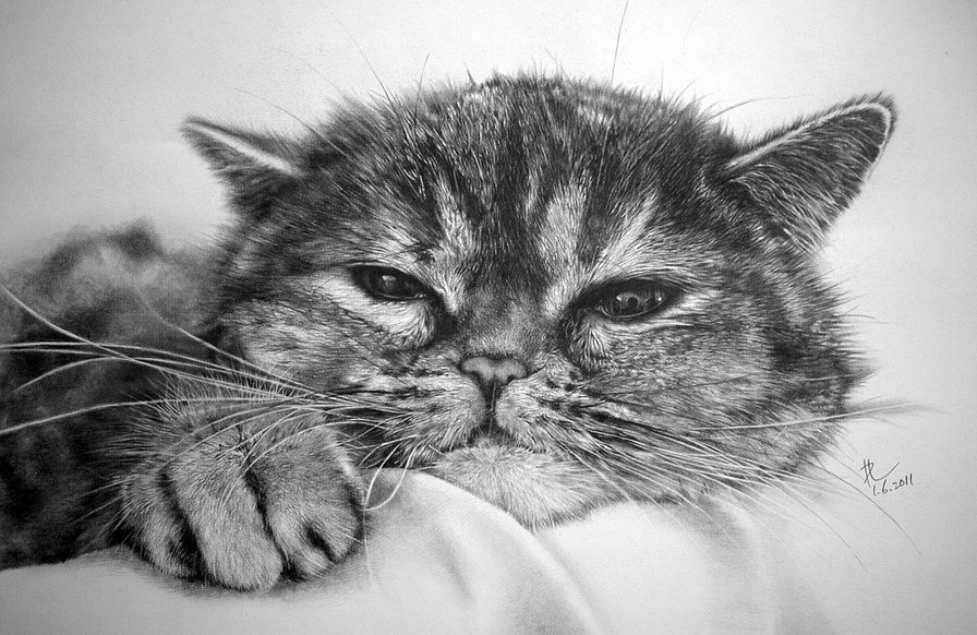 котик монохром - котенок, кот, монохром, чорно-белое, кошка - оригинал