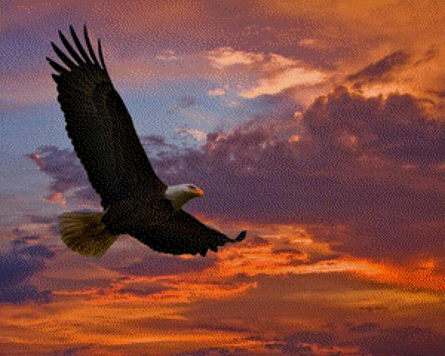 Орел на закате - предпросмотр