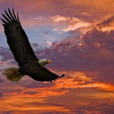 Орел на закате