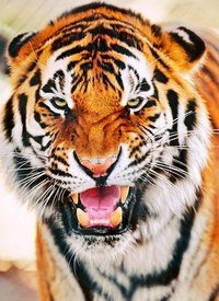 Тигр - хищник, тигр, животное - оригинал