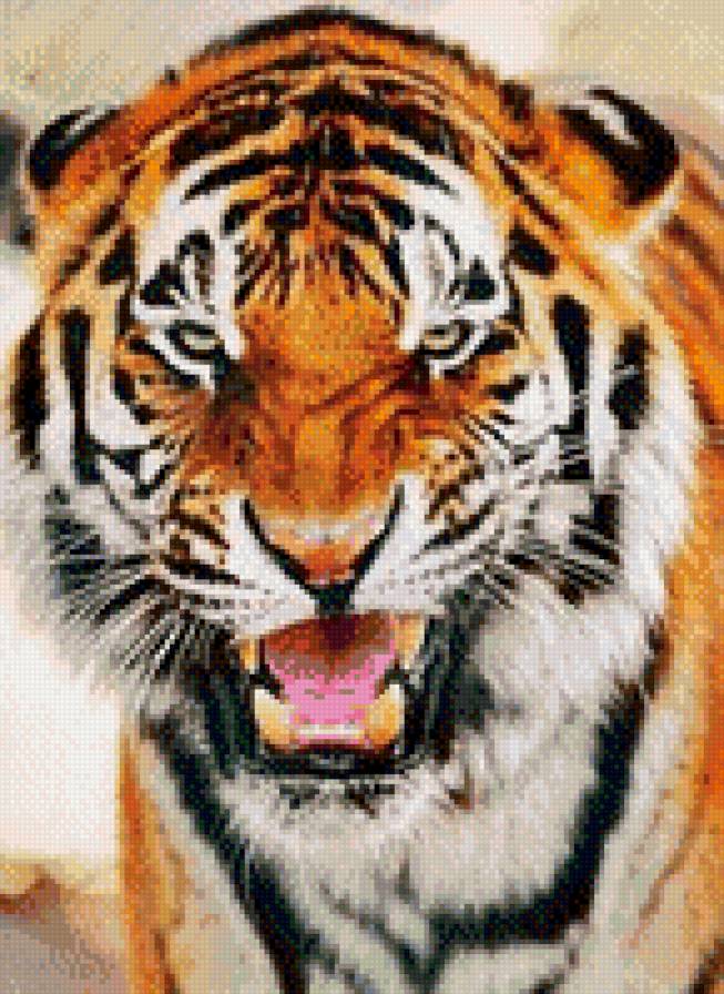 Тигр - животное, хищник, тигр - предпросмотр