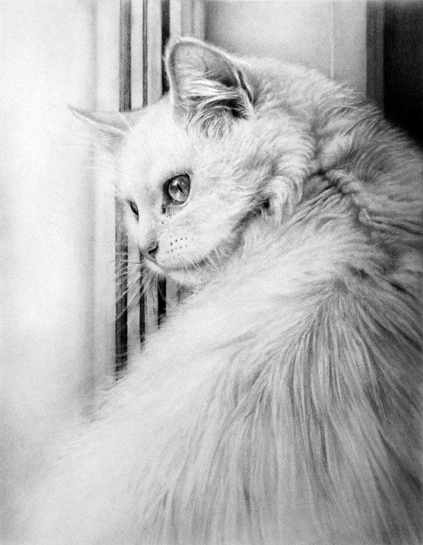 белая кошка монохром - животные, кот, монохром, котенок, картина, черно-белое, кошка - оригинал
