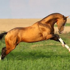 Схема вышивки «Туркменский конь»