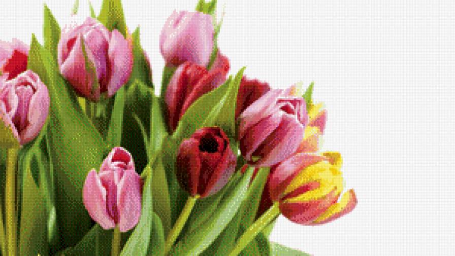 Яркие тюльпаны - цветы, букеты, тюльпаны - предпросмотр