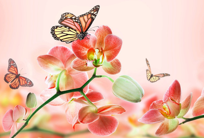 №916687 - бабочки, цветы, рисунок - оригинал