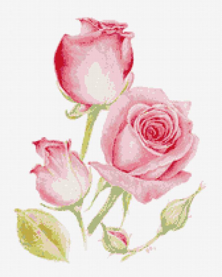 розы - бутон, акварель, розовые, розы - предпросмотр