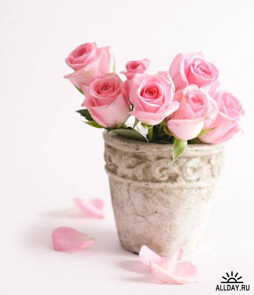 Розы в вазе - букет, розы - оригинал