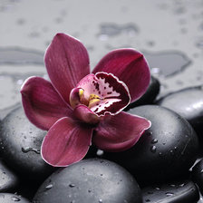 Схема вышивки «Цветок орхидеи»