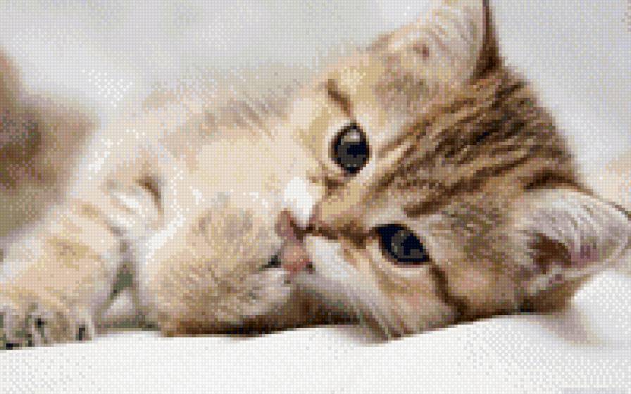 Очаровашка - кот, милашка, котенок - предпросмотр