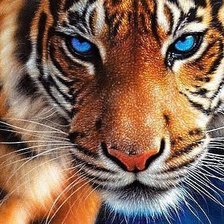 тигр1