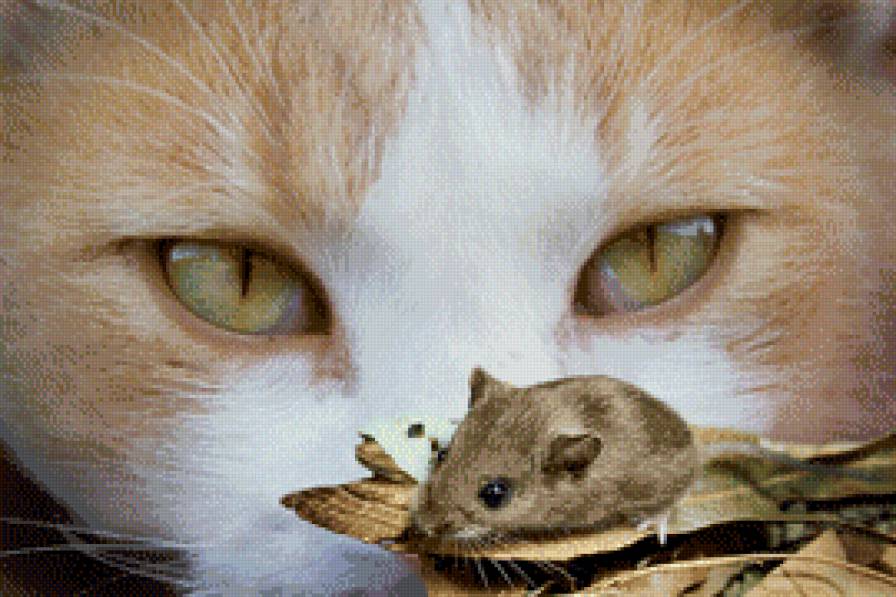 кошки мышки - предпросмотр