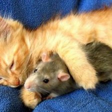 кошки мышки