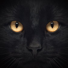 Оригинал схемы вышивки «черный кот» (№920561)