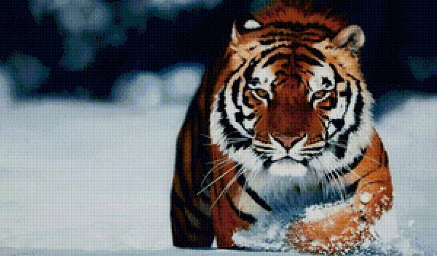 Хозяин тайги - взгляд, зима, хищник, тигр - предпросмотр