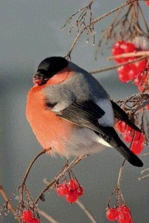 Зимние птички-2 - зима, птицы - предпросмотр