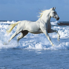 Белый конь на море