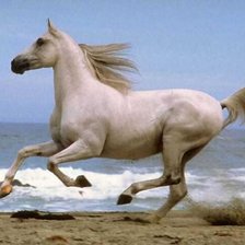 Белая лошадь на море