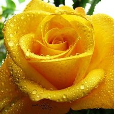 Оригинал схемы вышивки «желтая роза» (№921913)