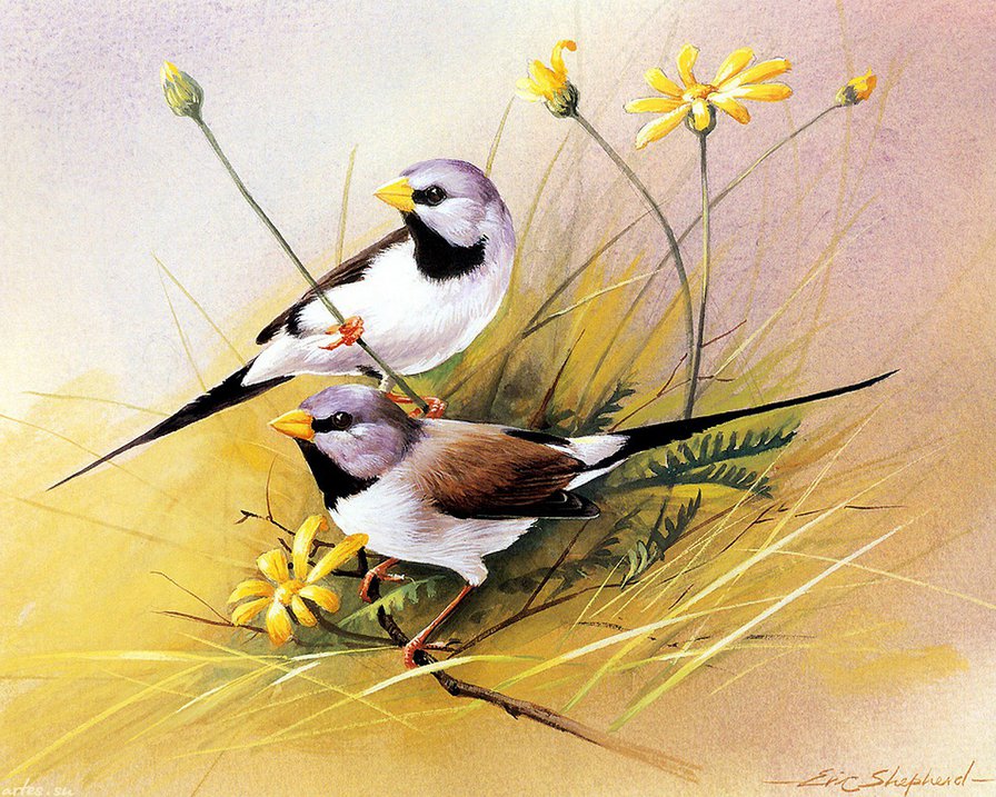 пара птиц в цветах - птицы, ветка, гнездо, пара, семья, цветы, графика, природа - оригинал