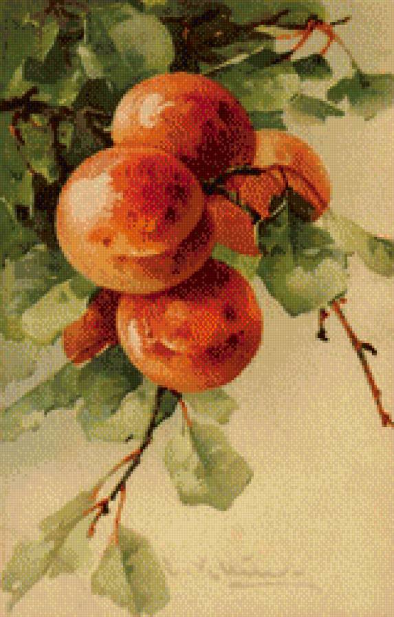Ветка персиков - фрукты, натюрморт - предпросмотр