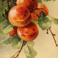 Оригинал схемы вышивки «Ветка персиков» (№922974)