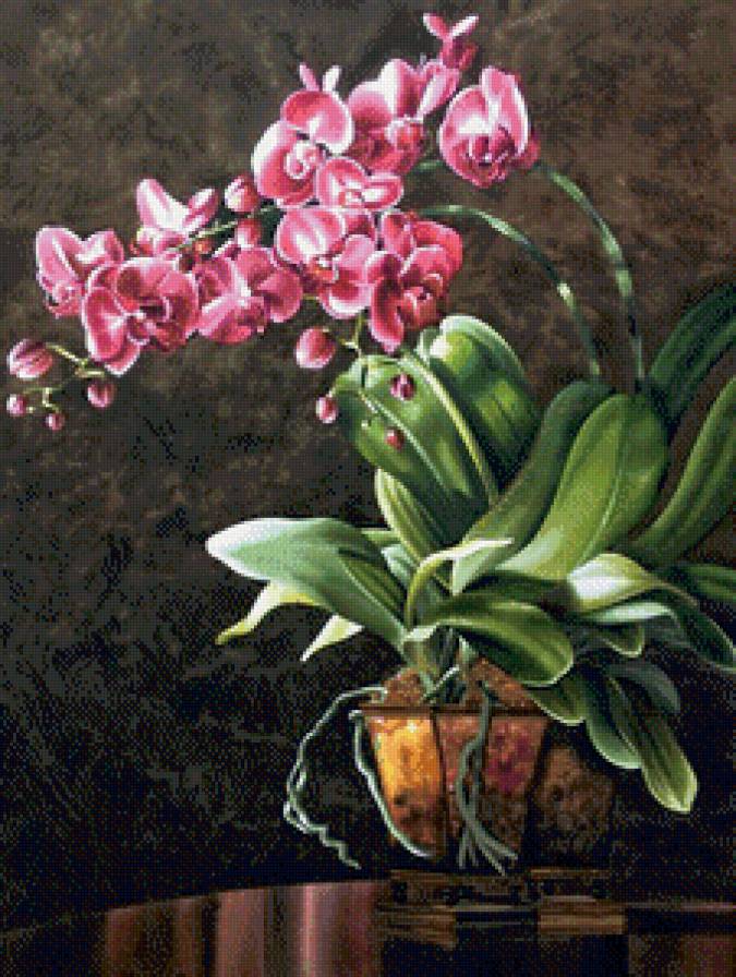Орхидея - орхидея, цветы, орхидеи - предпросмотр