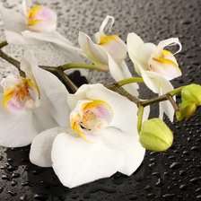 Оригинал схемы вышивки «орхидеи» (№924255)