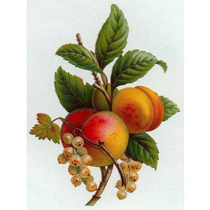 персики - фрукты - оригинал