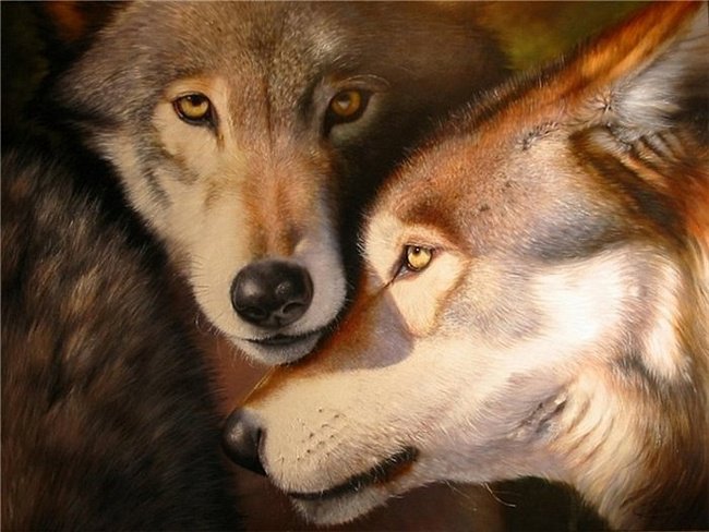 пара волков - волк, животные - оригинал